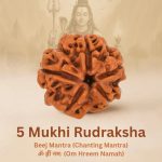 5 Mukhi Rudraksha (Origin of Nepal)