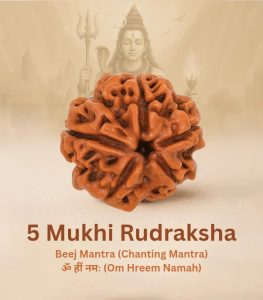 5 Mukhi Rudraksha (Origin of Nepal)