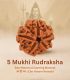 5 Mukhi Rudraksha (Origin of Nepal)