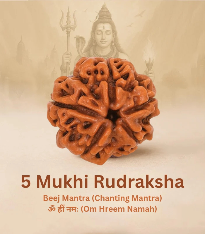 5 2 5 Mukhi Rudraksha (Origin of Nepal) - Image 1