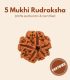 5 Mukhi Rudraksha (Origin of Nepal) - Image 3