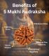 5 Mukhi Rudraksha (Origin of Nepal) - Image 2