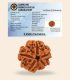 5 Mukhi Rudraksha (Origin of Nepal) - Image 5
