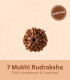 7 Mukhi Rudraksha (Origin of Nepal) - Image 3
