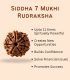 7 Mukhi Rudraksha (Origin of Nepal) - Image 4