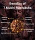 7 Mukhi Rudraksha (Origin of Nepal) - Image 2