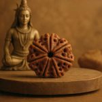 7 Mukhi Rudraksha (Origin of Nepal)