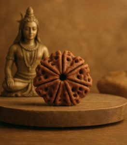 7 Mukhi Rudraksha (Origin of Nepal)